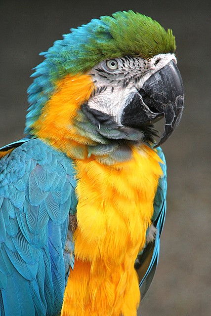 Parrot