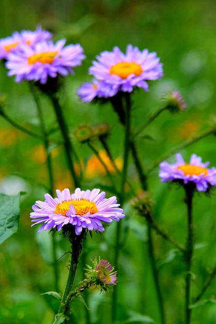 Purple Daisies