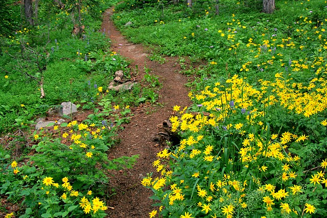 Hahn's Peak Trail