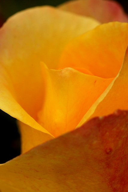 Yellow Rose