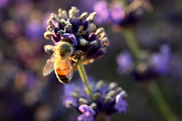 Bee and Flower