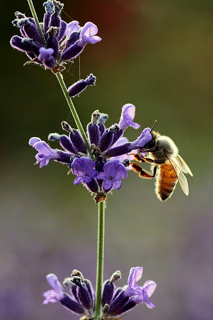 Bee and Flowers