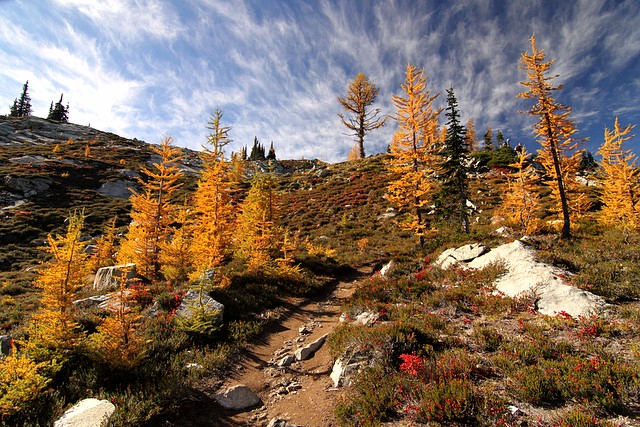 Larches at Heather Pass